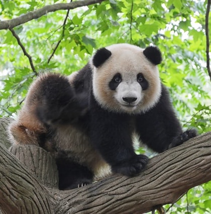 panda.jpg