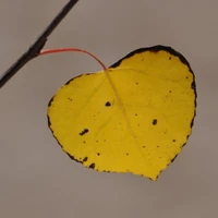 Weston Pace's profile picture