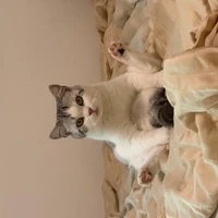 Carol Chang's profile picture